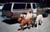 Kesh_Jesse_Sena